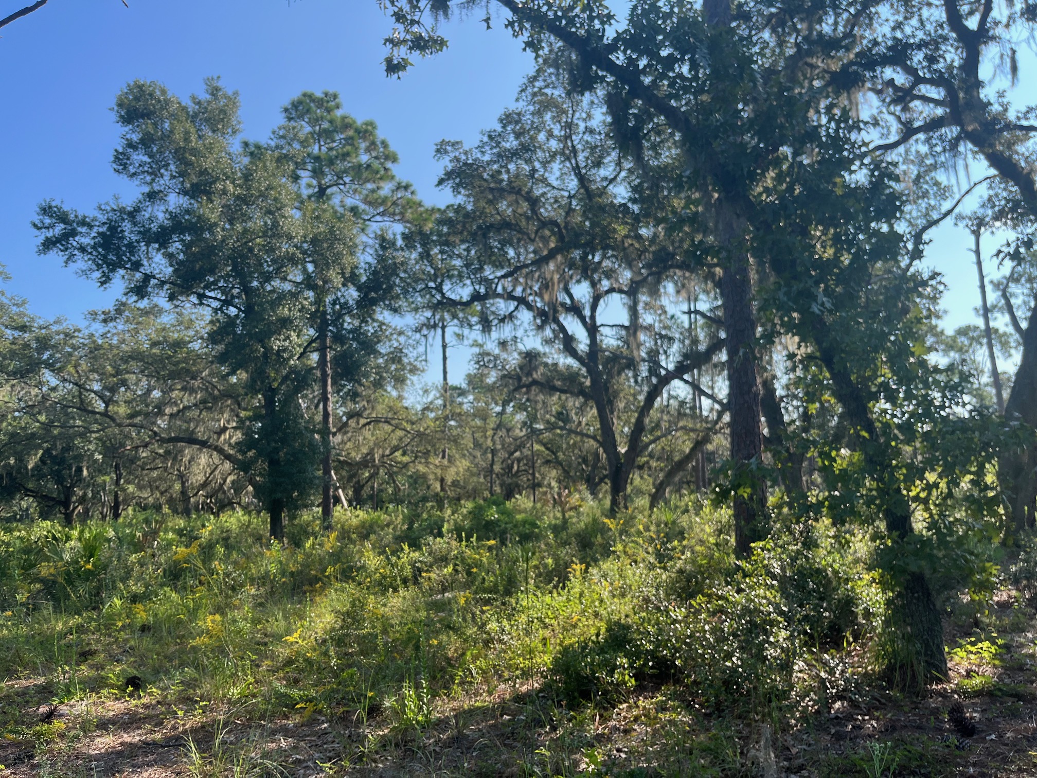 open canopy restoration area
